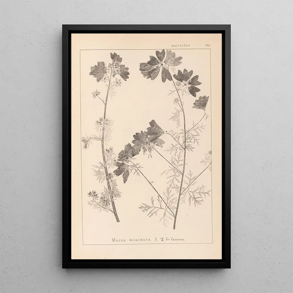 Louis Antoine Cusin - Herbier de la flore franaise Pl0036.webp