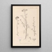 Herbier de la flore française Pl0037 - Louis Antoine Cusin — ingelijst kunstwerk aan de muur