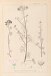 Herbier de la flore française Pl0037 - Louis Antoine Cusin — weergave van het kunstwerk