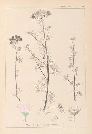 Louis Antoine Cusin - Herbier de la flore franaise Pl0037.webp