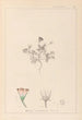 Herbier de la flore française Pl0038 - Louis Antoine Cusin — weergave van het kunstwerk