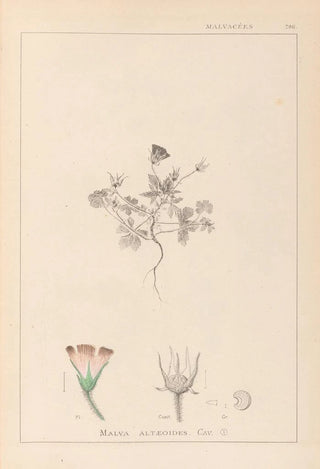 Louis Antoine Cusin - Herbier de la flore franaise Pl0038.webp