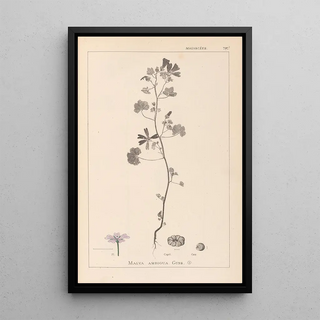 Louis Antoine Cusin - Herbier de la flore franaise Pl0040.webp
