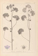 Herbier de la flore française Pl0041 - Louis Antoine Cusin — weergave van het kunstwerk