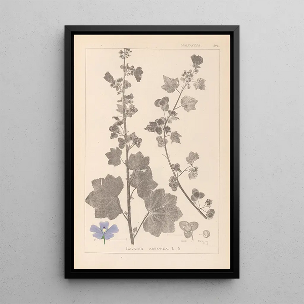 Louis Antoine Cusin - Herbier de la flore franaise Pl0045.webp