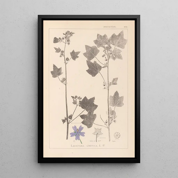 Louis Antoine Cusin - Herbier de la flore franaise Pl0046.webp