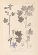 Herbier de la flore française Pl0046 - Louis Antoine Cusin — weergave van het kunstwerk