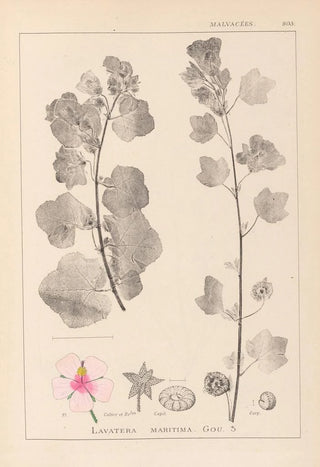 Louis Antoine Cusin - Herbier de la flore franaise Pl0048.webp