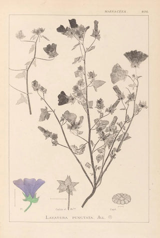 Louis Antoine Cusin - Herbier de la flore franaise Pl0049.webp