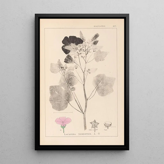 Louis Antoine Cusin - Herbier de la flore franaise Pl0050.webp