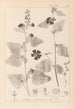 Herbier de la flore française Pl0051 - Louis Antoine Cusin — weergave van het kunstwerk