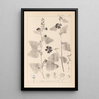 Louis Antoine Cusin - Herbier de la flore franaise Pl0051.webp