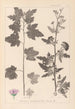 Herbier de la flore française Pl0053 - Louis Antoine Cusin — weergave van het kunstwerk