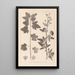Herbier de la flore française Pl0053 - Louis Antoine Cusin — ingelijst kunstwerk aan de muur