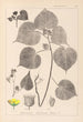 Herbier de la flore française Pl0056 - Louis Antoine Cusin — weergave van het kunstwerk