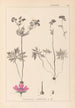 Herbier de la flore française Pl0057 - Louis Antoine Cusin — weergave van het kunstwerk