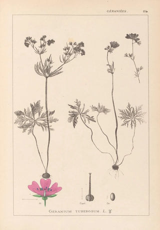 Louis Antoine Cusin - Herbier de la flore franaise Pl0057.webp