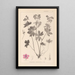 Herbier de la flore française Pl0059 - Louis Antoine Cusin — ingelijst kunstwerk aan de muur