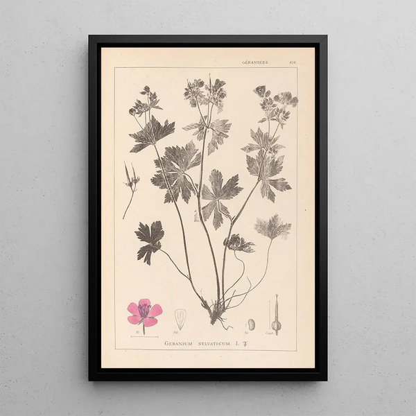 Louis Antoine Cusin - Herbier de la flore franaise Pl0059.webp