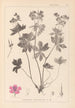 Herbier de la flore française Pl0059 - Louis Antoine Cusin — weergave van het kunstwerk