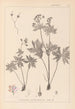 Herbier de la flore française Pl0060 - Louis Antoine Cusin — weergave van het kunstwerk