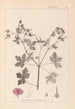 Herbier de la flore française Pl0061 - Louis Antoine Cusin — weergave van het kunstwerk