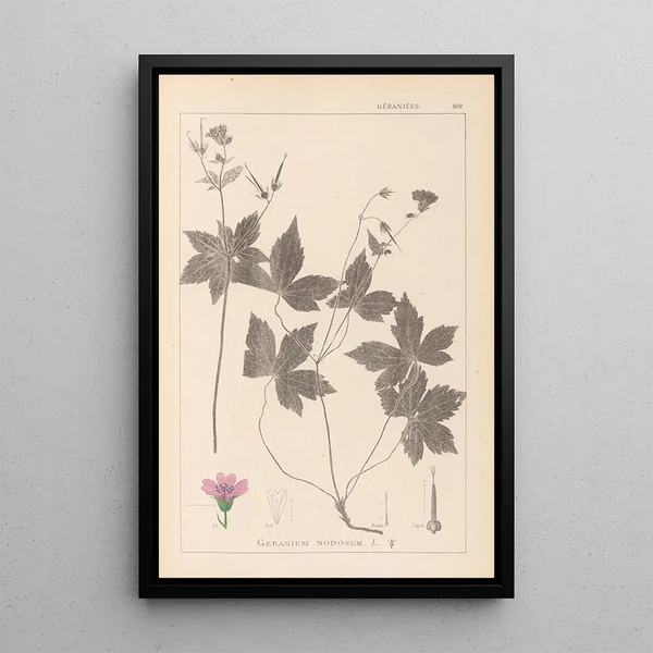 Louis Antoine Cusin - Herbier de la flore franaise Pl0062.webp