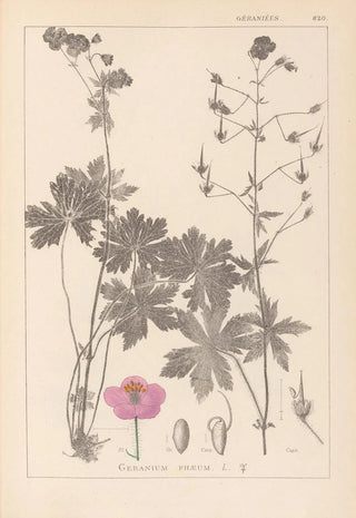 Louis Antoine Cusin - Herbier de la flore franaise Pl0063.webp