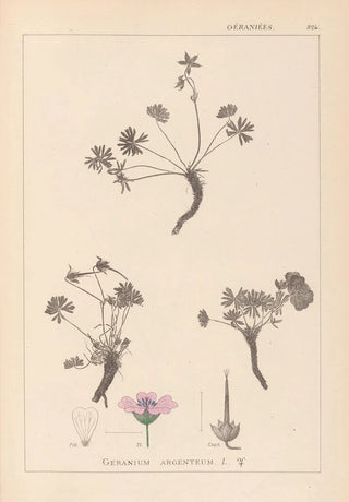 Louis Antoine Cusin - Herbier de la flore franaise Pl0066.webp