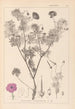 Herbier de la flore française Pl0067 - Louis Antoine Cusin — weergave van het kunstwerk