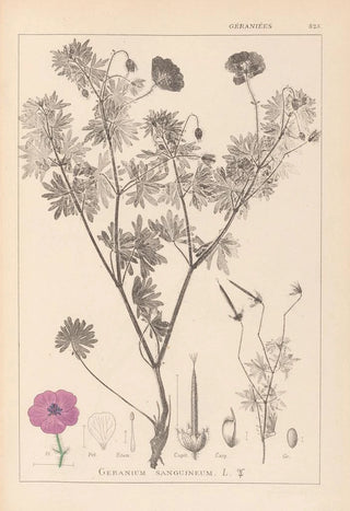 Louis Antoine Cusin - Herbier de la flore franaise Pl0067.webp