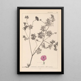 Louis Antoine Cusin - Herbier de la flore franaise Pl0068.webp