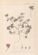 Herbier de la flore française Pl0070 - Louis Antoine Cusin — weergave van het kunstwerk