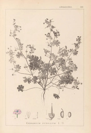 Louis Antoine Cusin - Herbier de la flore franaise Pl0073.webp