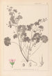 Herbier de la flore française Pl0074 - Louis Antoine Cusin — weergave van het kunstwerk