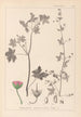 Herbier de la flore française Pl0075 - Louis Antoine Cusin — weergave van het kunstwerk