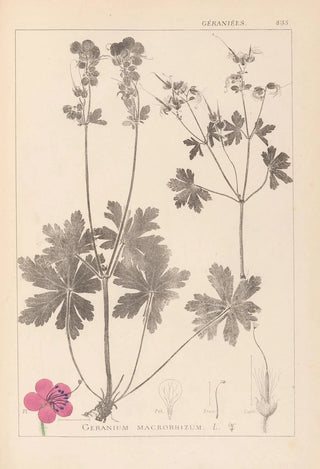 Louis Antoine Cusin - Herbier de la flore franaise Pl0077.webp