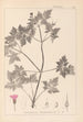 Herbier de la flore française Pl0078 - Louis Antoine Cusin — weergave van het kunstwerk