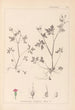 Herbier de la flore française Pl0079 - Louis Antoine Cusin — weergave van het kunstwerk