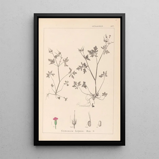 Louis Antoine Cusin - Herbier de la flore franaise Pl0079.webp