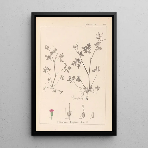 Louis Antoine Cusin - Herbier de la flore franaise Pl0079.webp