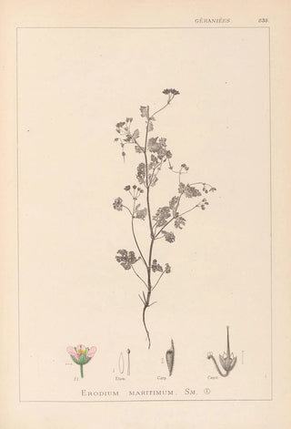 Louis Antoine Cusin - Herbier de la flore franaise Pl0080.webp