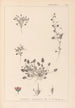 Herbier de la flore française Pl0081 - Louis Antoine Cusin — weergave van het kunstwerk