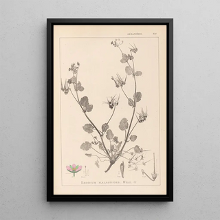 Louis Antoine Cusin - Herbier de la flore franaise Pl0083.webp