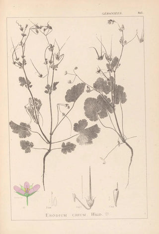 Louis Antoine Cusin - Herbier de la flore franaise Pl0084.webp