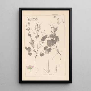Louis Antoine Cusin - Herbier de la flore franaise Pl0084.webp
