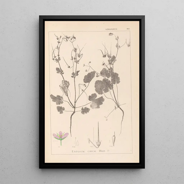 Louis Antoine Cusin - Herbier de la flore franaise Pl0084.webp