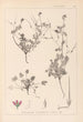 Herbier de la flore française Pl0085 - Louis Antoine Cusin — weergave van het kunstwerk