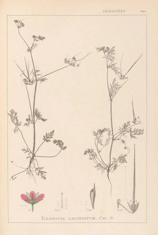 Louis Antoine Cusin - Herbier de la flore franaise Pl0086.webp