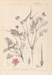 Herbier de la flore française Pl0088 - Louis Antoine Cusin — weergave van het kunstwerk